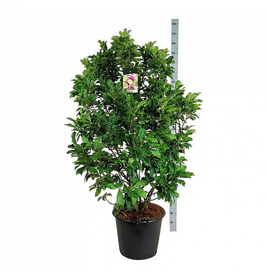 Magnolia Susan C55 Lit. 125-150 cm extra