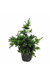Picea pungens Lucky Strike C30 Lit. 60-80 cm extra