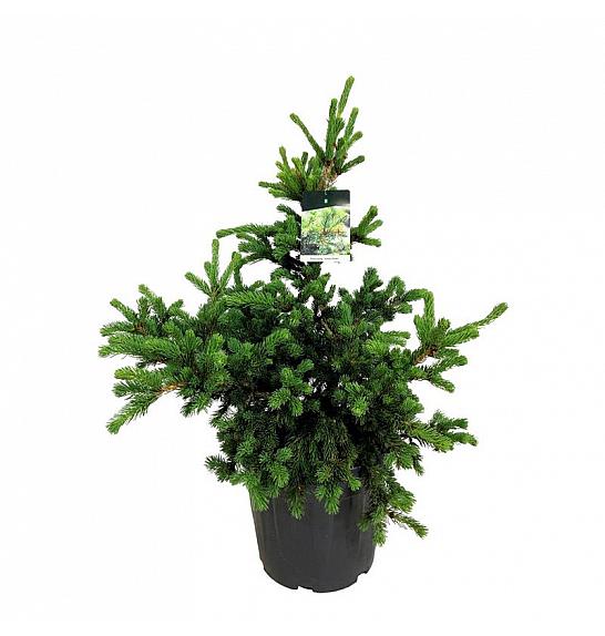 Picea pungens Lucky Strike C30 Lit. 60-80 cm extra