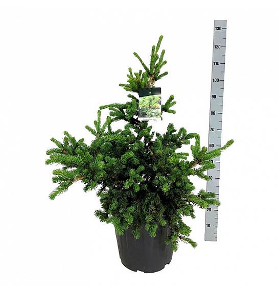 Picea pungens Lucky Strike C30 Lit. 60-80 cm extra