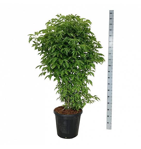 Staphylea colchica C30 Lit. 125-150 cm extra