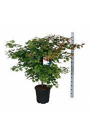 Acer pseudosieboldianum North Wind ® C30 Lit. 100-125 cm extra