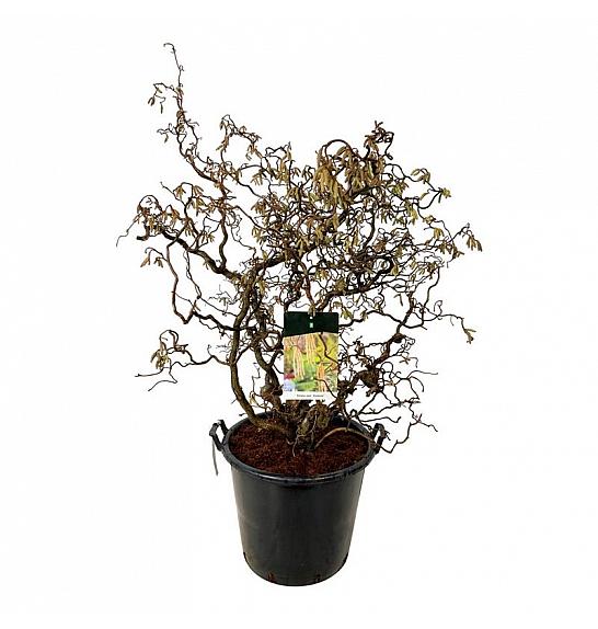 Corylus avelana Contorta C55 Lit. 100-125 cm extra