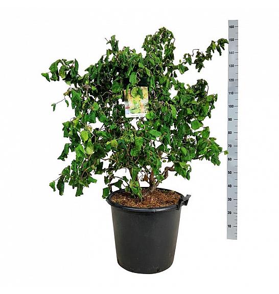 Corylus avelana Contorta C55 Lit. 100-125 cm extra