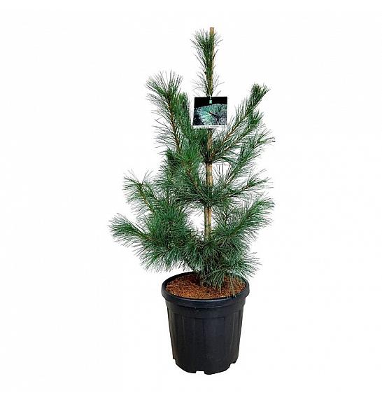 Pinus monticola Ammerland C30 Lit. 100-125 cm extra
