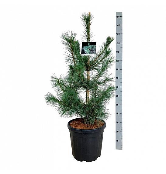 Pinus monticola Ammerland C30 Lit. 100-125 cm extra
