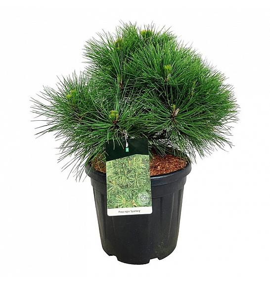Pinus nigra Spielberg C30 Lit. 50-60 cm extra