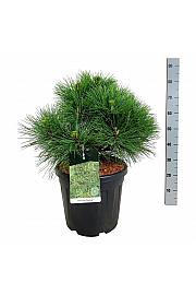 Pinus nigra Spielberg C30 Lit. 50-60 cm extra