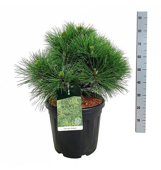 Pinus nigra Spielberg C30 Lit. 50-60 cm extra
