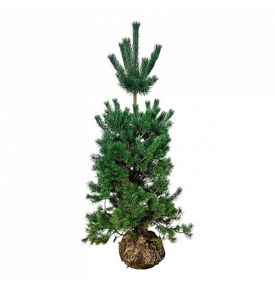 Pinus sylvestris bala 175-200 cm