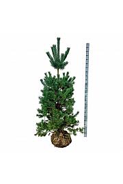 Pinus sylvestris bala 175-200 cm