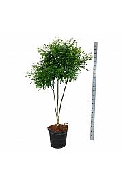 Styphnolobium japonicum C30 Lit. 150-175 cm extra