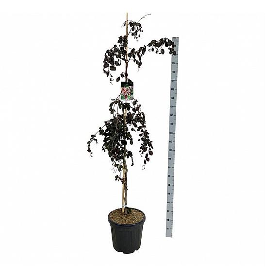 Fagus sylvatica Purple Fountain C30 Lit. 175-200 cm extra