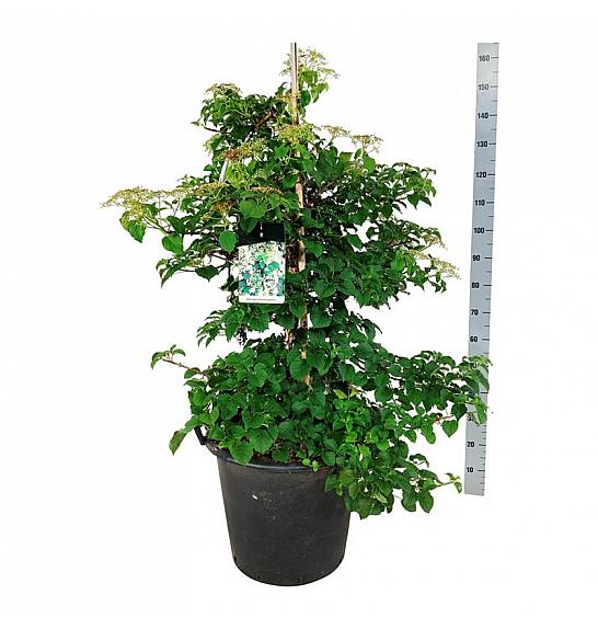 Hydrangea petiolaris C55 Lit. 100-125 cm extra