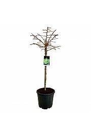 Ginkgo biloba Mariken C30 Lit. Na steblu 90 cm