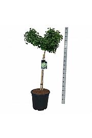 Ginkgo biloba Mariken C30 Lit. Na steblu 90 cm