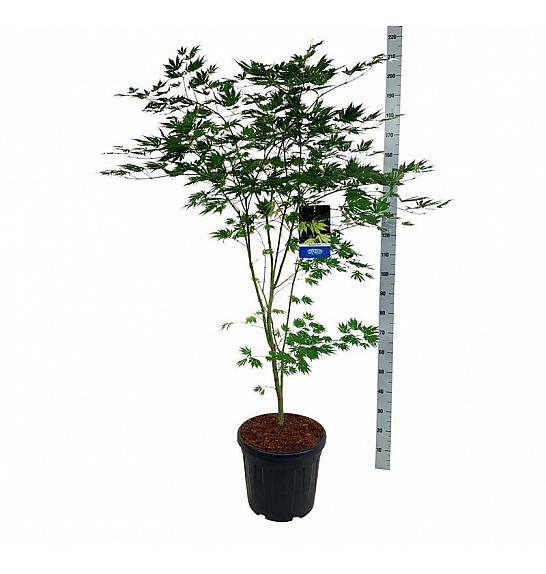 Acer pseudosieboldianum Arctic Jade® C30 Lit. 150-175 cm extra
