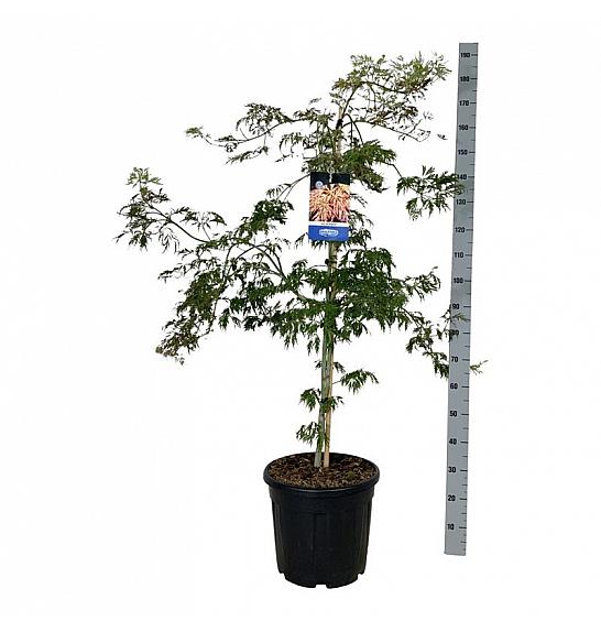 Acer pseudosieboldianum Ice Dragon® C30 Lit. 125-150 cm extra