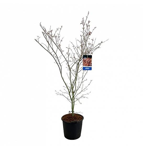 Acer pseudosieboldianum North Wind ® C30 Lit. 150-175 cm extra