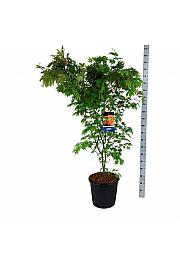 Acer pseudosieboldianum North Wind ® C30 Lit. 150-175 cm extra