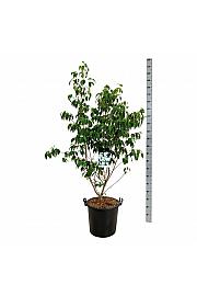 Cornus kousa China Girl C30 Lit. 150-175 cm extra