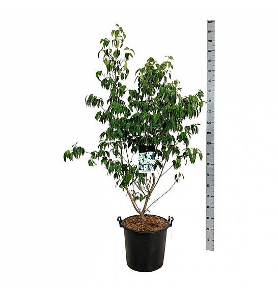 Cornus kousa China Girl C30 Lit. 150-175 cm extra