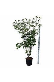 Cornus kousa Weisse Fontaine C30 Lit. 150-175 cm extra