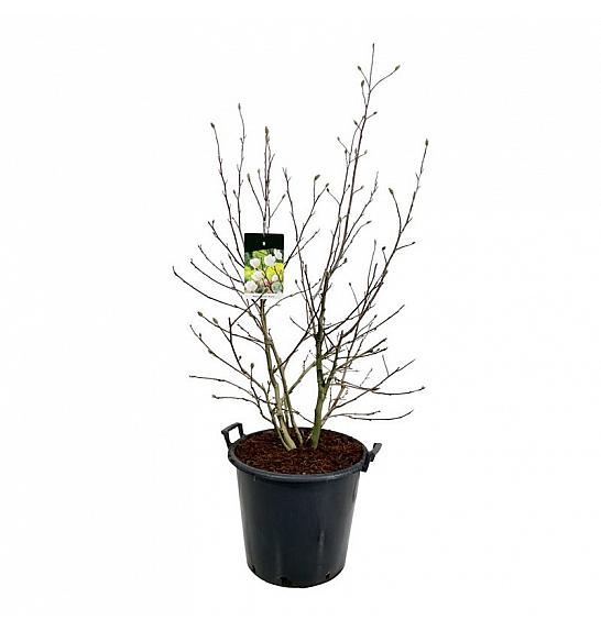 Magnolia loebneri Wildcat C55 Lit. 125-150 cm extra
