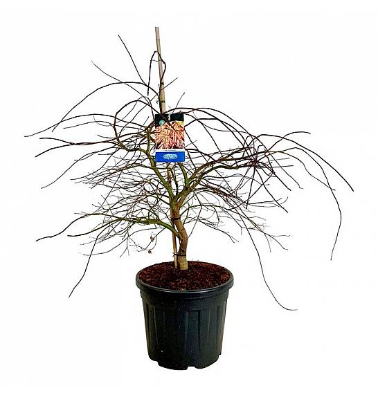 Acer pseudosieboldianum Ice Dragon® C55 Lit. 80-100 cm extra