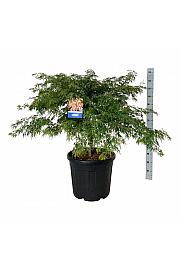 Acer pseudosieboldianum Ice Dragon® C55 Lit. 80-100 cm extra