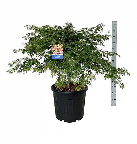 Acer pseudosieboldianum Ice Dragon® C55 Lit. 80-100 cm extra