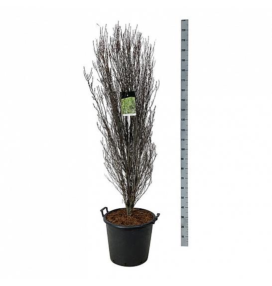 Frangula alnus Fine Line ® C55 Lit. 175-200 cm extra