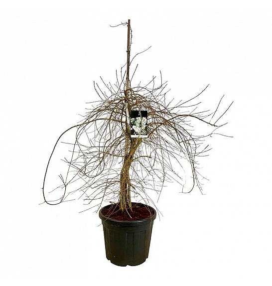 Exochorda The Bride C55 Lit. 175-200 cm extra