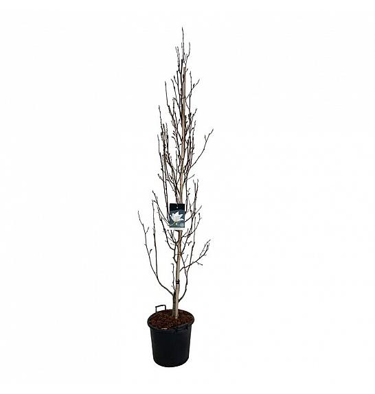 Magnolia kobus Isis® C30 Lit. 225-250 cm extra