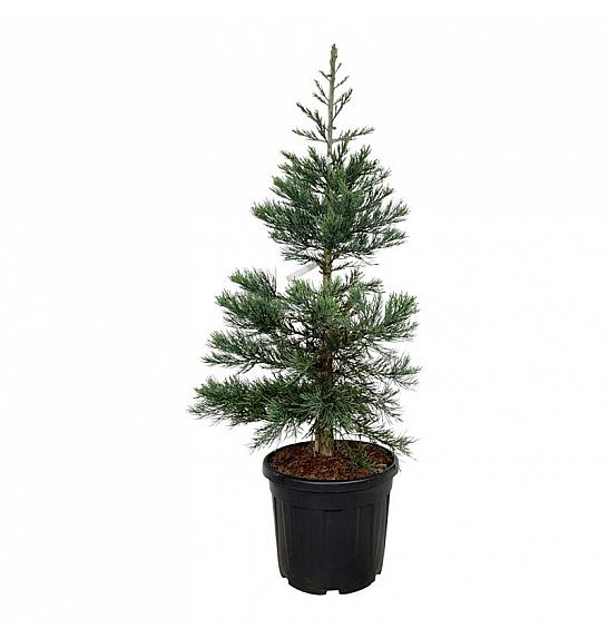 Sequoiadendron giganteum Glaucum C55 Lit. 125-150 cm extra