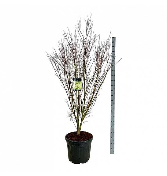 Acer palmatum Tsukasa Silhouette PBR C55 Lit. 175-200 cm extra