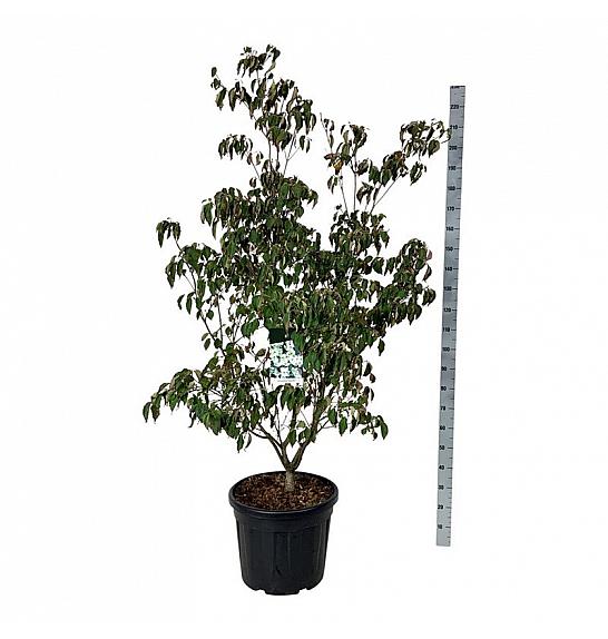 Cornus kousa China Girl C55 Lit. 150-175 cm extra