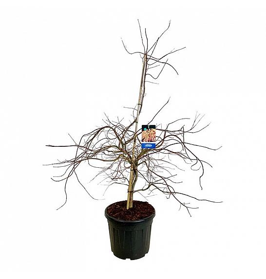 Acer pseudosieboldianum Ice Dragon® C55 Lit. 125-150 cm extra