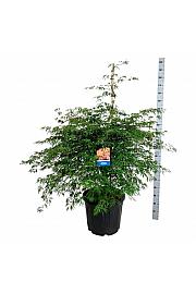 Acer pseudosieboldianum Ice Dragon® C55 Lit. 125-150 cm extra