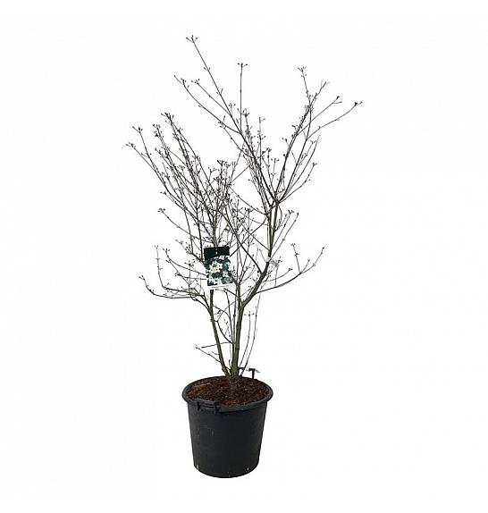 Cornus kousa Wietings Select C55 Lit. 150-175 cm extra
