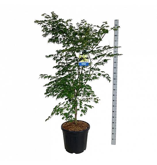Acer pseudosieboldianum Arctic Jade® C55 Lit. 150-175 cm extra