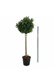 Magnolia Susan C55 Lit. Na steblu 120 cm extra