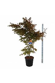 Acer pseudosieboldianum North Wind ® C55 Lit. 175-200 cm extra