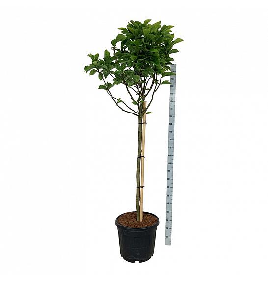 Magnolia soulangeana Alba Superba C55 Lit. Na steblu 120 cm extra