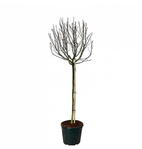 Magnolia stellata Rosea C55 Lit. Na steblu 120 cm extra