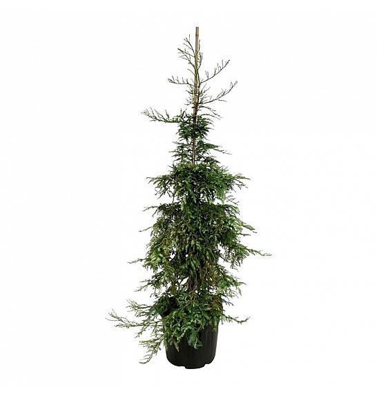 Sequoia sempervirens Silver Ghost C55 Lit. 175-200 cm extra