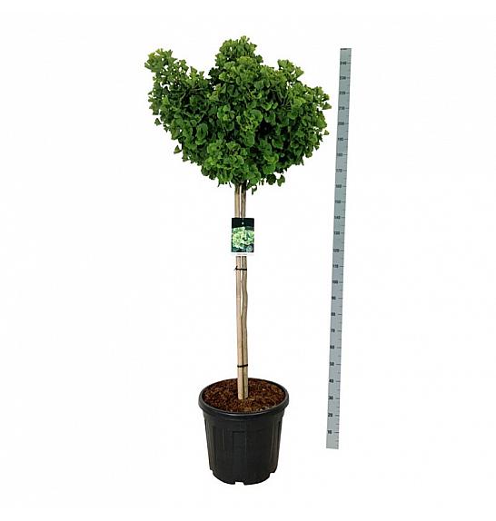 Ginkgo biloba Mariken C55 Lit. Na steblu 120 cm extra