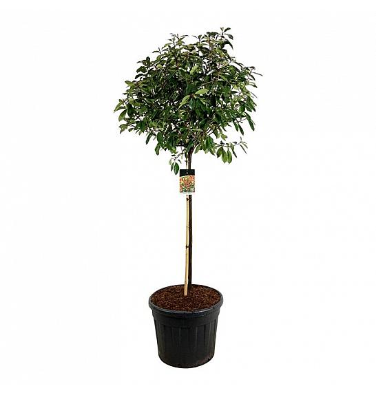 Photinia fraseri Red Robin C90 Lit. Na steblu 120 cm extra