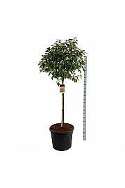 Photinia fraseri Red Robin C90 Lit. Na steblu 120 cm extra