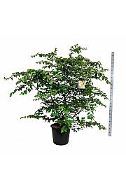 Parrotia persica C55 Lit. 175-200 cm extra